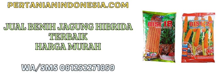 jual,benih,jagung hibrida,benih jagung hibrida,murah,pertanian indonesia